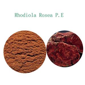 红景天提取物,Rhodiola Rosea Extract