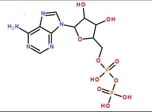 二磷酸腺苷酸,ADP