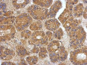 Anti-VEGF-C Polyclonal Antibody