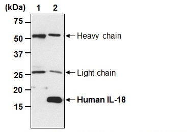 Anti-IL-18 Antibody,Anti-IL-18 Antibody