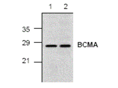 Anti-BCMA 抗体,Anti-BCMA Antibody