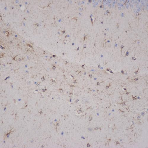 Anti-GFAP Polyclonal Antibody