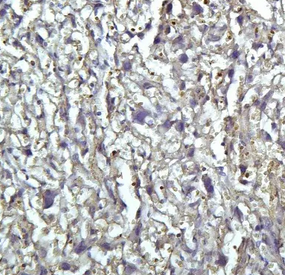 Anti-rat IgG, HRP-linked Antibody