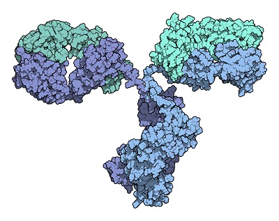 山羊抗小鼠IgG(H&L)HRP標(biāo)記抗體,Goat Anti-Mouse IgG (H&L) HRP