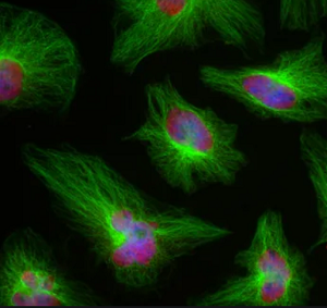 小鼠抗β-Tubulin单克隆抗体,Mouse Anti-beta tubulin Monoclonal Tag Antibody