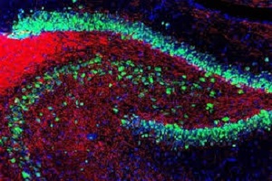 ANTI-NEUN抗體- NEURONAL MARKER,Anti-NeuN antibody - Neuronal Marker