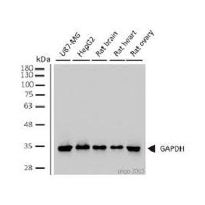 Anti-GAPDH antibody