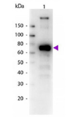 辣根过氧化物酶标记兔抗猴IGG,Rabbit anti-monkey IgG/HRP