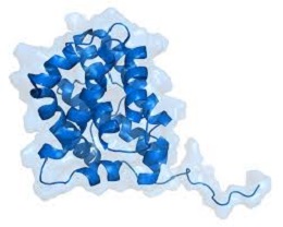 BAX(小鼠来源抗体),Mouse Anti-Bax (Bcl-2 Assaciated X protein)