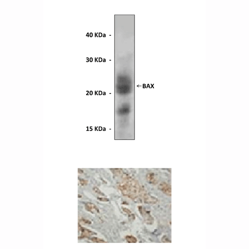 BAX(小鼠来源抗体),Mouse Anti-Bax (Bcl-2 Assaciated X Bcl-2 Assaciated X protein)