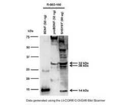 ANTI-BDNF POLYCLONAL ANTIBODY,Anti-BDNF Polyclonal Antibody