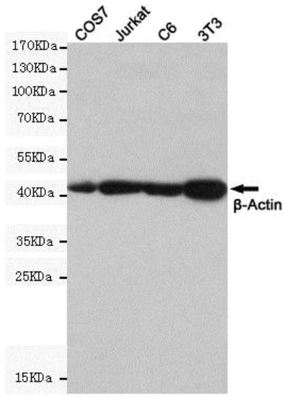 ANTI-BETA-ACTIN抗體,ANTI-BETA-ACTIN