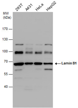 ANTI-LAMIN B1抗体,Anti-Lamin B1 antibody [ZL-5]