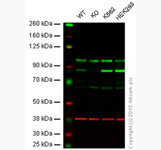 兔抗PKC ALPHA多克隆抗体,Rabbit anti-PKC alpha Polyclonal Antibody