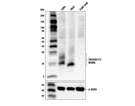 Monoclonal Anti-TNFRSF17 antibody produced in mouse