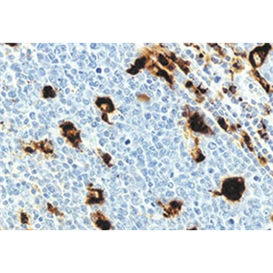 CD68抗体(用于大鼠、小鼠),CD68 Rabbit Polyclonal Antibody