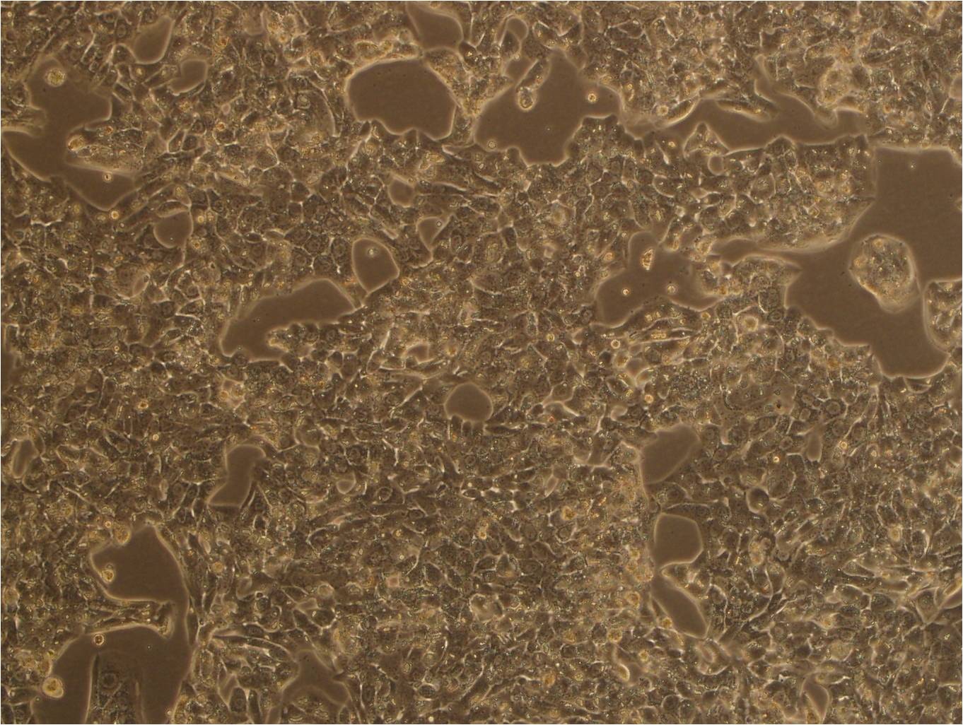 MLTC-1 Cells|小鼠睾丸间质细胞瘤细胞系,MLTC-1 Cells