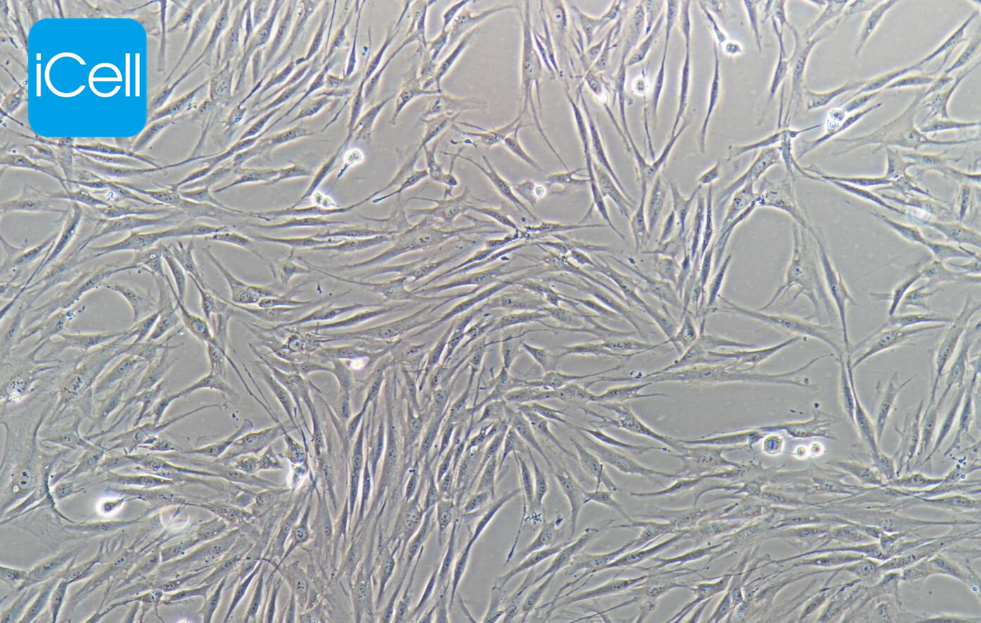 HSF(SV40转染) 人真皮成纤维细胞永生化,HSF