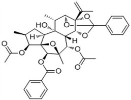 Trigothysoid L