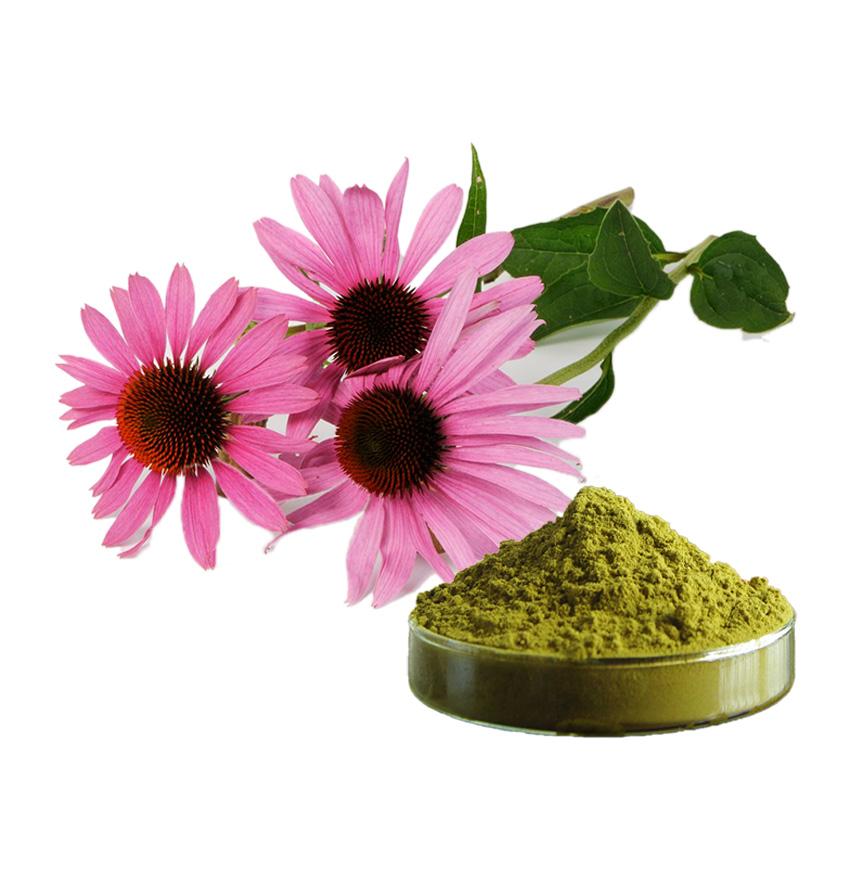 紫錐菊提取物,Echinacea Purpurea Extract