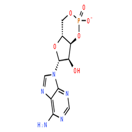 环磷酸腺苷,Adenosine Cyclophosphate