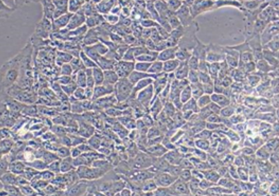 HACAT细胞专用培养基,HACAT cell-specific medium