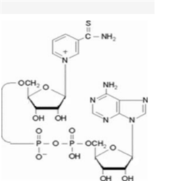 硫代氧化型輔酶I,Thio-NAD