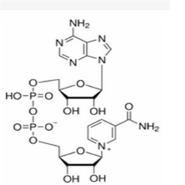 氧化型辅酶Ⅰ,β-DPN;β-NAD