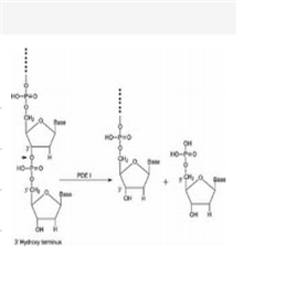 磷酸二酯酶I,Phosphodiesterase I from Crotalus adamanteus venom