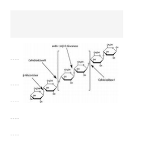 β-葡萄糖苷酶