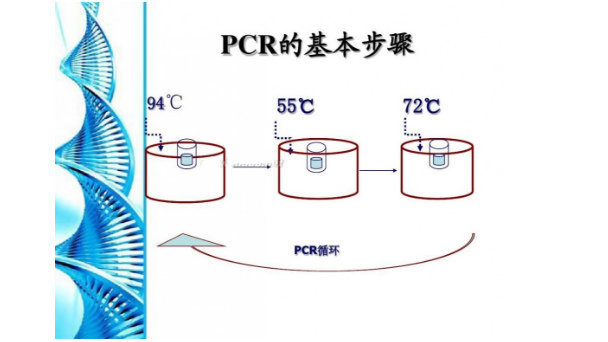 鼠疫杆菌PCR 试剂盒