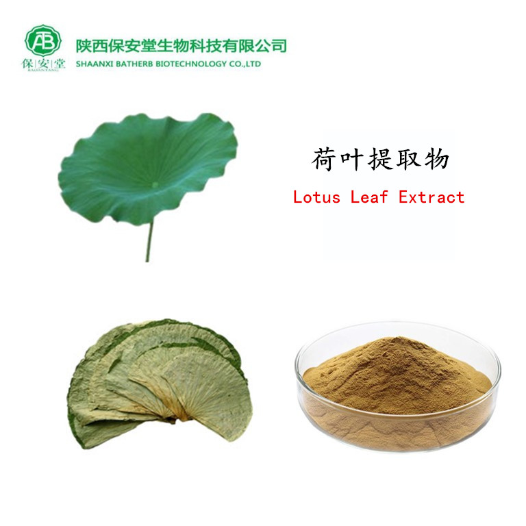 荷叶提取物,lotus leaf P.E.