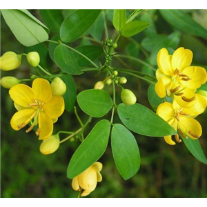 决明子提取物,Cassia Seed Extract