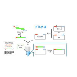 鲍肌肉萎缩症病毒PCR检测试剂盒