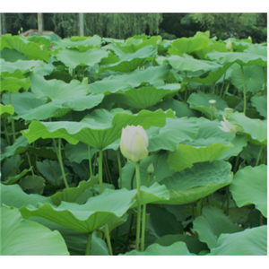 荷叶提取物,lotus leaf P.E.