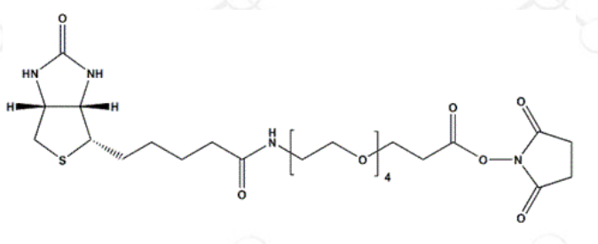 Biotin-PEG4-NHS Ester, 生物素四聚乙二醇N-羟基琥珀酰亚胺酯,Biotin-PEG4-NHS Ester