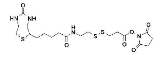 Biotin-SS-NHS，生物素-二硫键-活性酯,NHS-SS-biotin,Biotin-SS-NHS