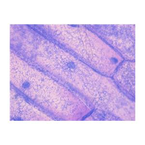 小鼠支气管平滑肌细胞提取物图片