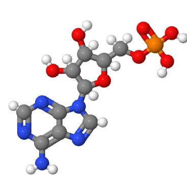 腺苷酸,Adenosine 5'-monophosphate