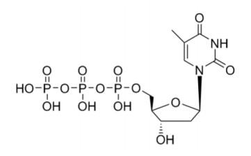 脱氧胸苷三磷酸,thymidine 5'-(tetrahydrogen triphosphate)