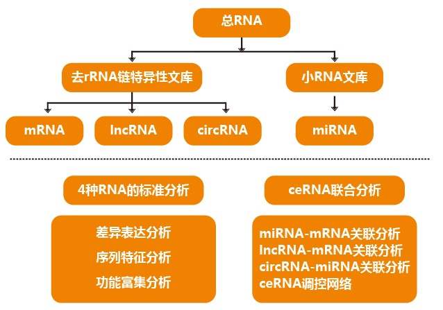 蛋白组/转录组大数据数据分析（文章作图）