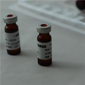 非那西丁（CYP1A2）