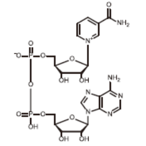 煙酰胺腺嘌呤雙核苷酸,beta-Diphosphopyridine nucleotide