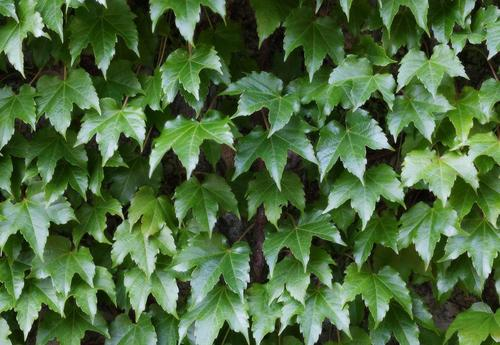 常春藤提取物 10%常春藤总苷,Ivy Leaf Extract