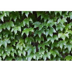 常春藤提取物 10%常春藤总苷,Ivy Leaf Extract