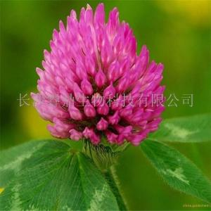 紅車軸草提取物,Red Clover Extract