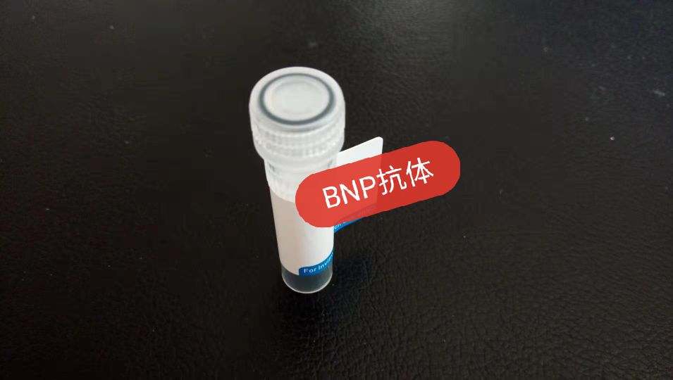 BNP抗體,BNP antibody