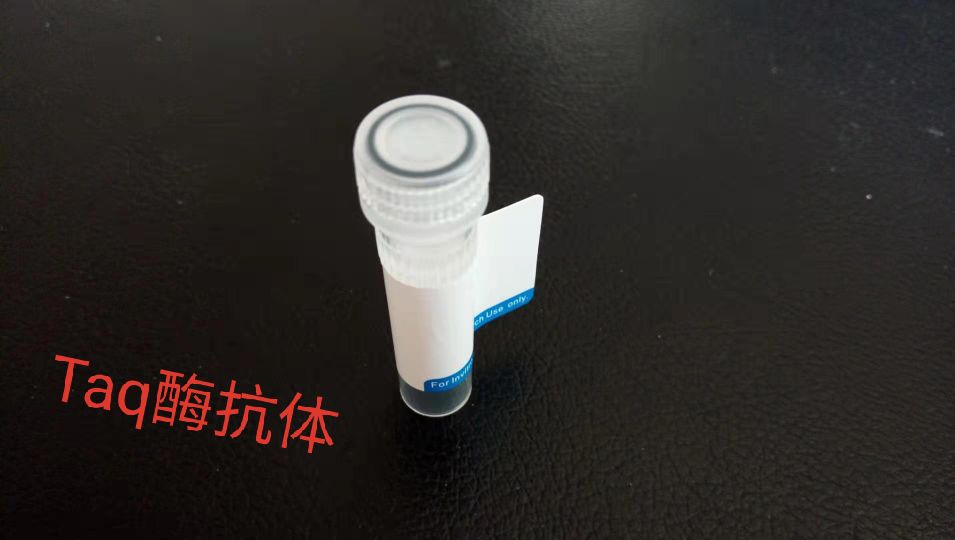 Taq酶抗体,Taq antibody