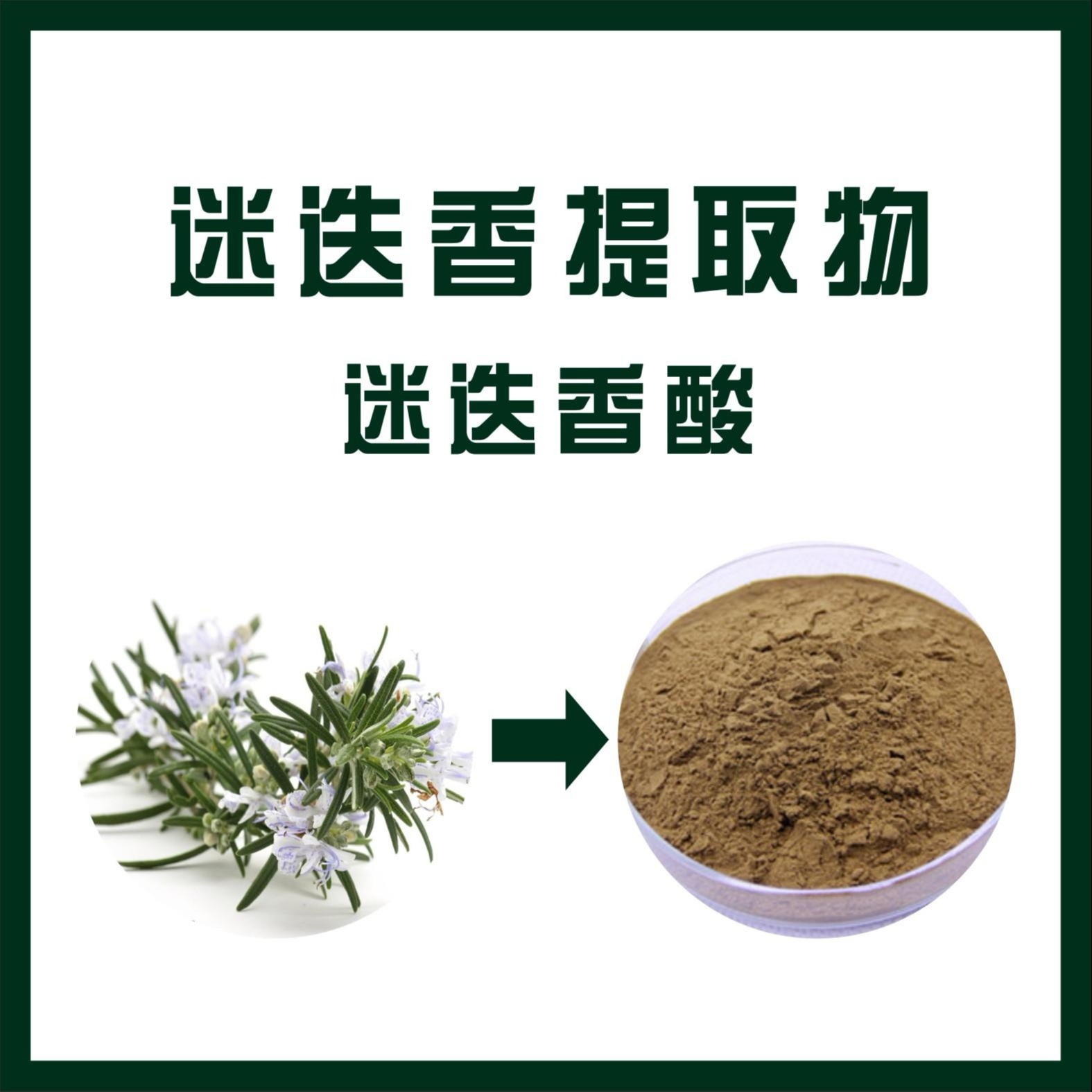 迷迭香提取物,Rosemary Herb Extract