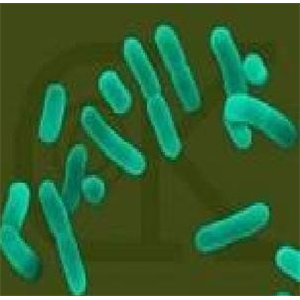 铜绿假单孢菌核酸检测试剂盒（冻干型、恒温荧光法）